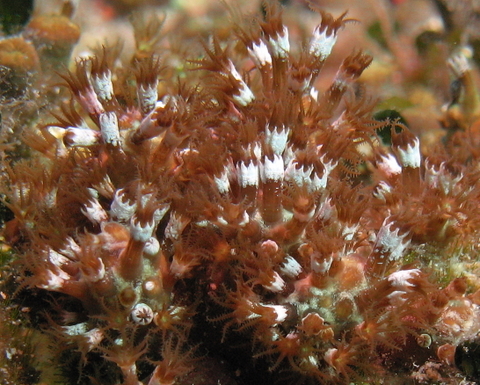 Madrepora verde (Maasella edwardsi)